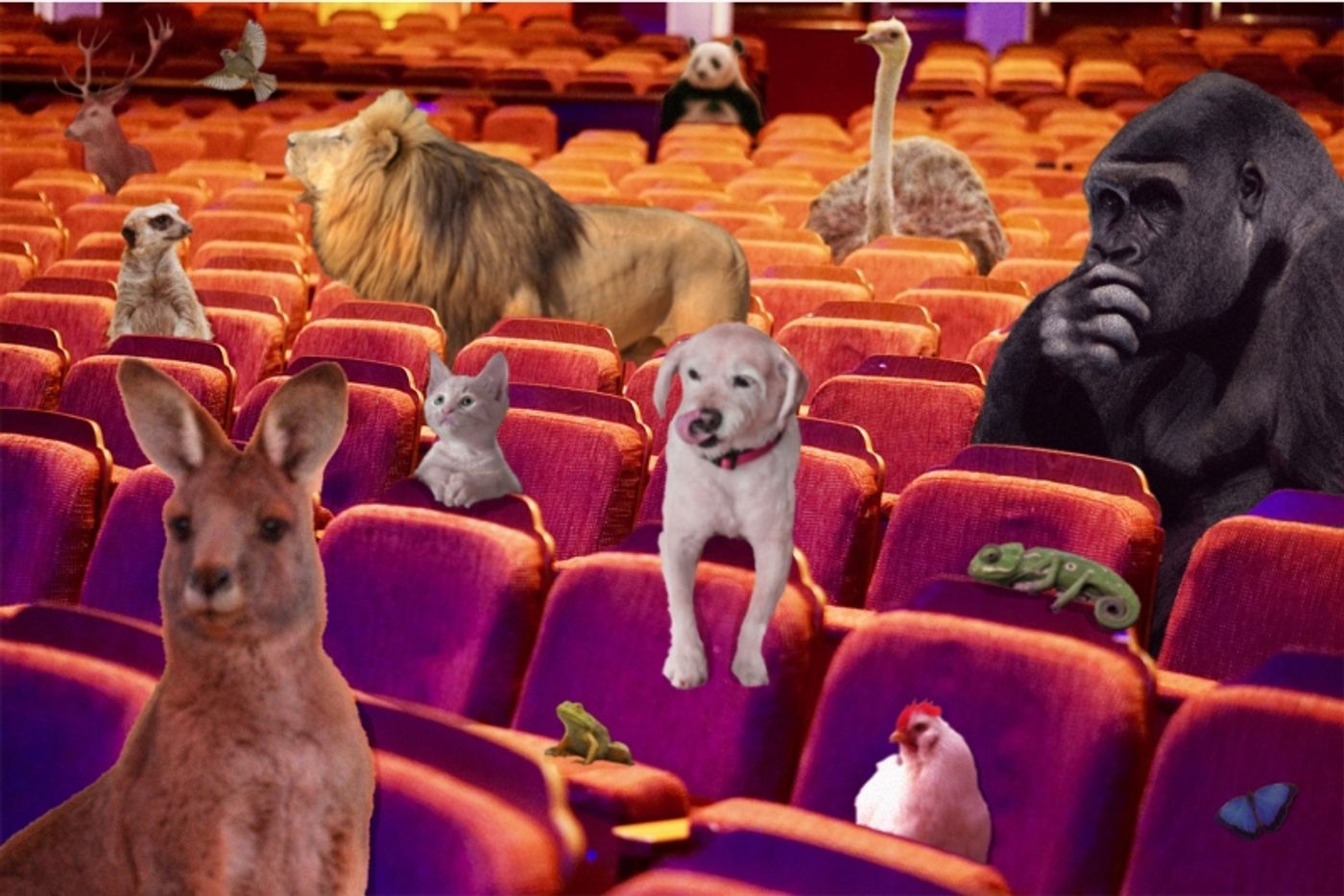 Student Blog: Animals Go To Broadway  Image