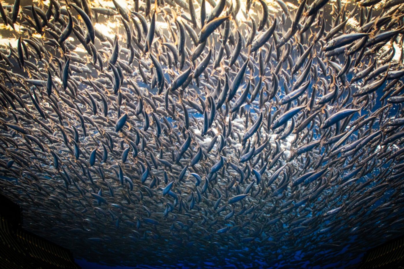 Photos: First Look at Darren Aronofsky's POSTCARDS FROM EARTH at Sphere  Image