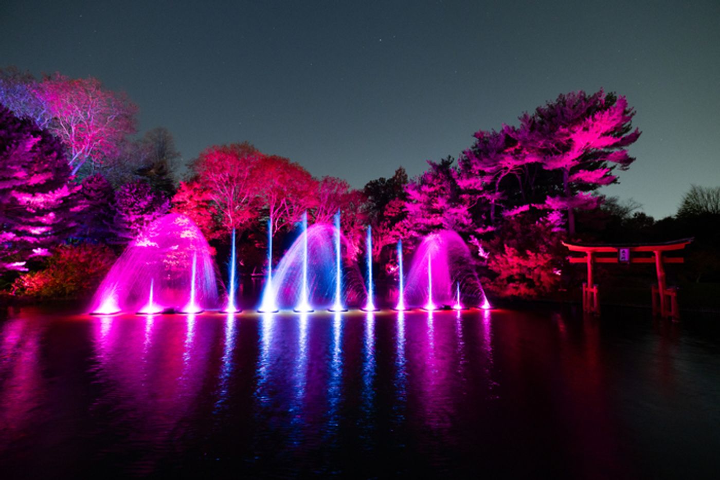 Photos: Brooklyn Botanic Garden's LIGHTSCAPE Opens to the Public  Image