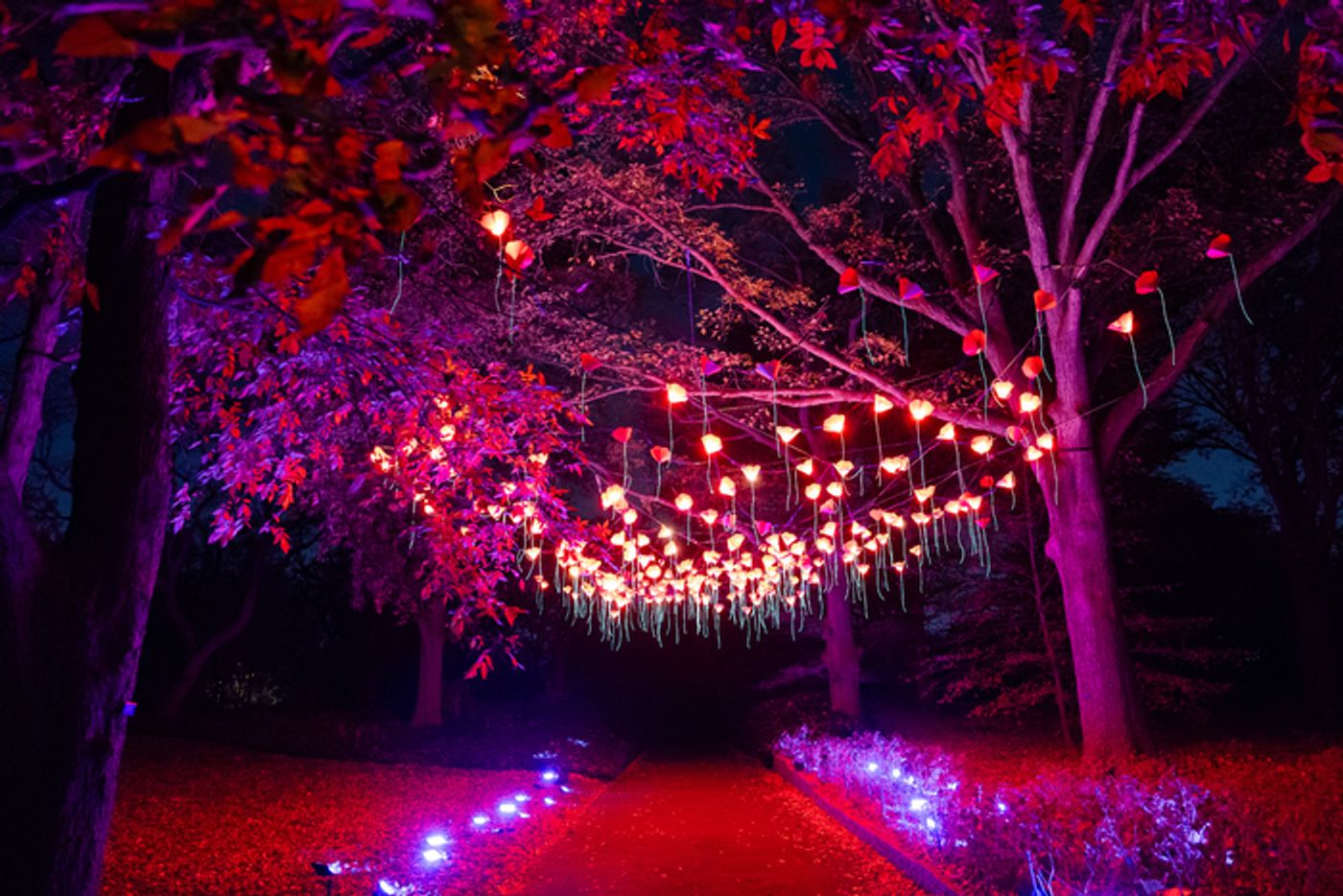 Photos: Brooklyn Botanic Garden's LIGHTSCAPE Opens to the Public  Image