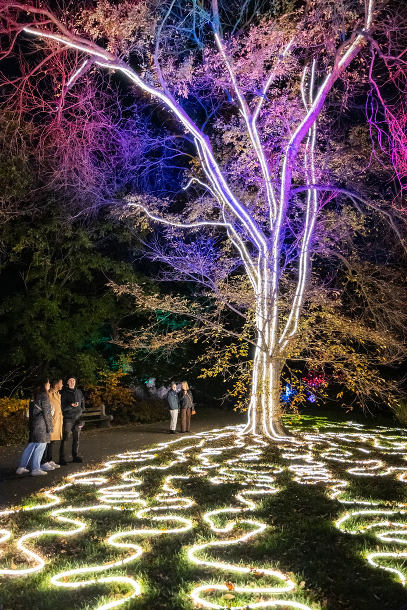 Photos: Brooklyn Botanic Garden's LIGHTSCAPE Opens to the Public  Image