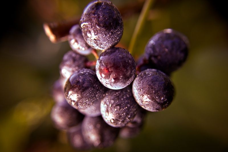 Explore GEORGIAN WINES in the New Year Explore GEORGIAN WINES in the New Year Image