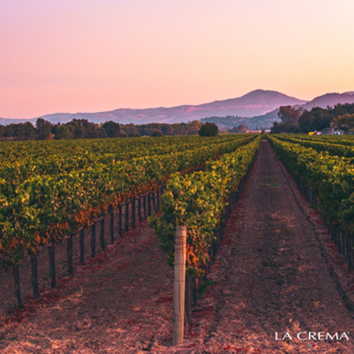 LA CREMA Wines from California-Top Quality and Value  Image