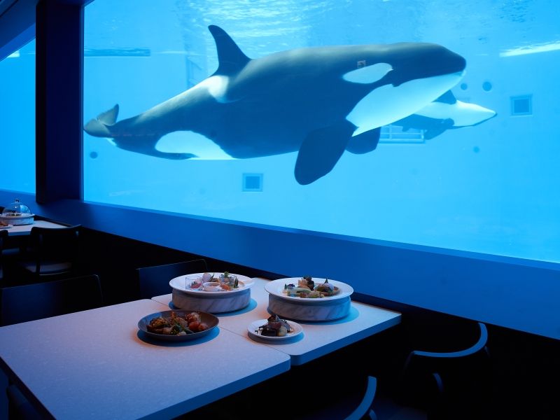 FEATURE: OPENED JUNE 1ST! DIVE INTO THE WONDERS OF KOBE SUMA SEA WORLD Image