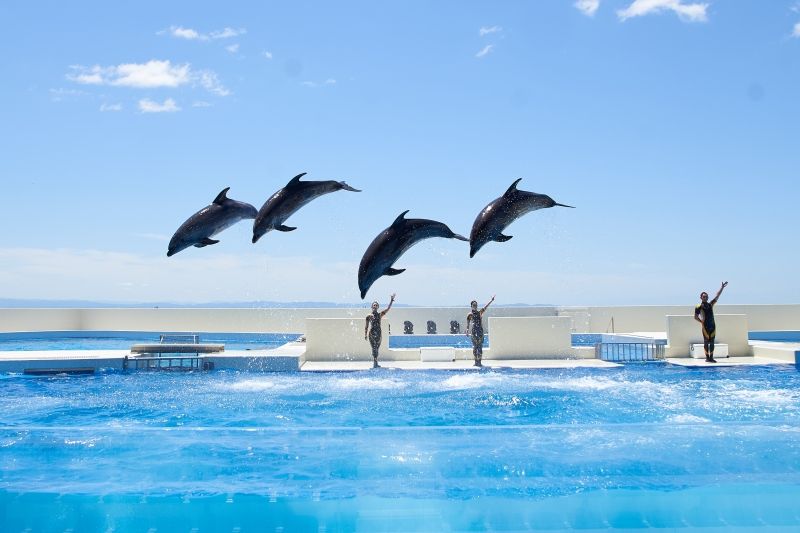 FEATURE: OPENED JUNE 1ST! DIVE INTO THE WONDERS OF KOBE SUMA SEA WORLD Image