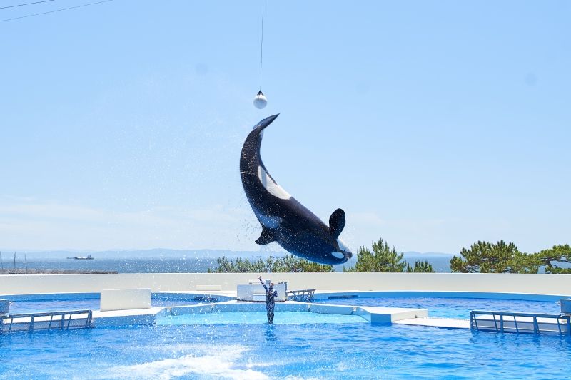 FEATURE: OPENED JUNE 1ST! DIVE INTO THE WONDERS OF KOBE SUMA SEA WORLD Image