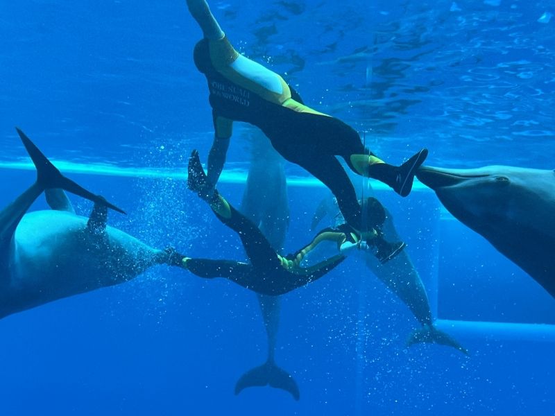 FEATURE: OPENED JUNE 1ST! DIVE INTO THE WONDERS OF KOBE SUMA SEA WORLD Image