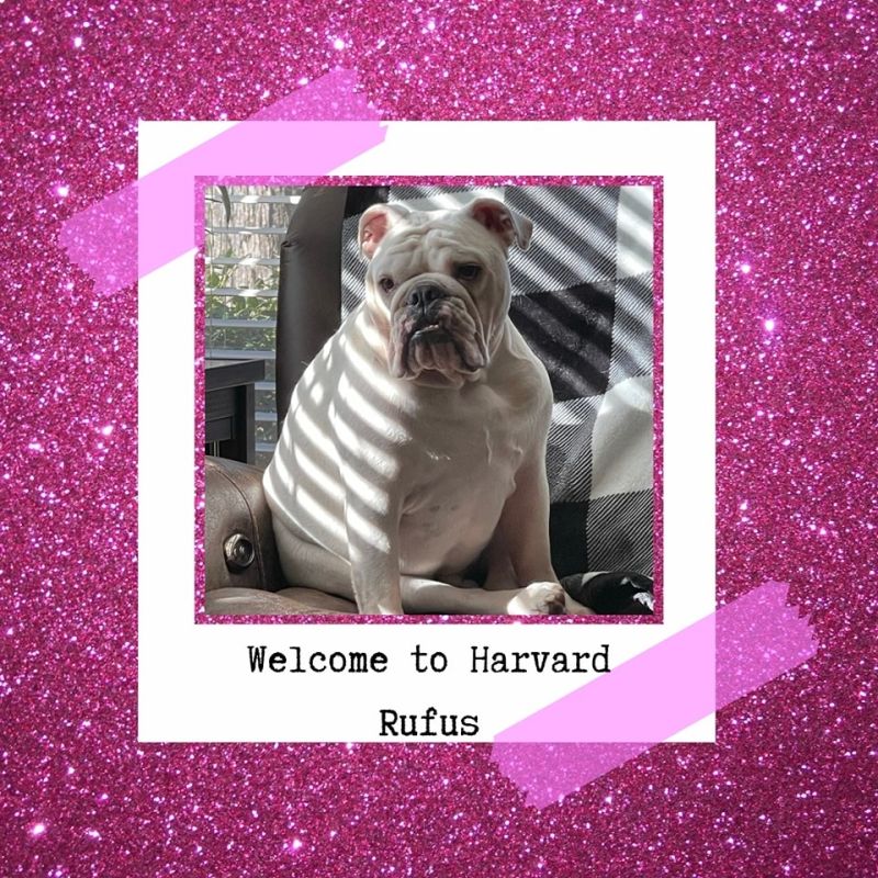 Review: LEGALLY BLONDE THE MUSICAL at The Studio Theatre Review: LEGALLY BLONDE THE MUSICAL at The Studio Theatre Image