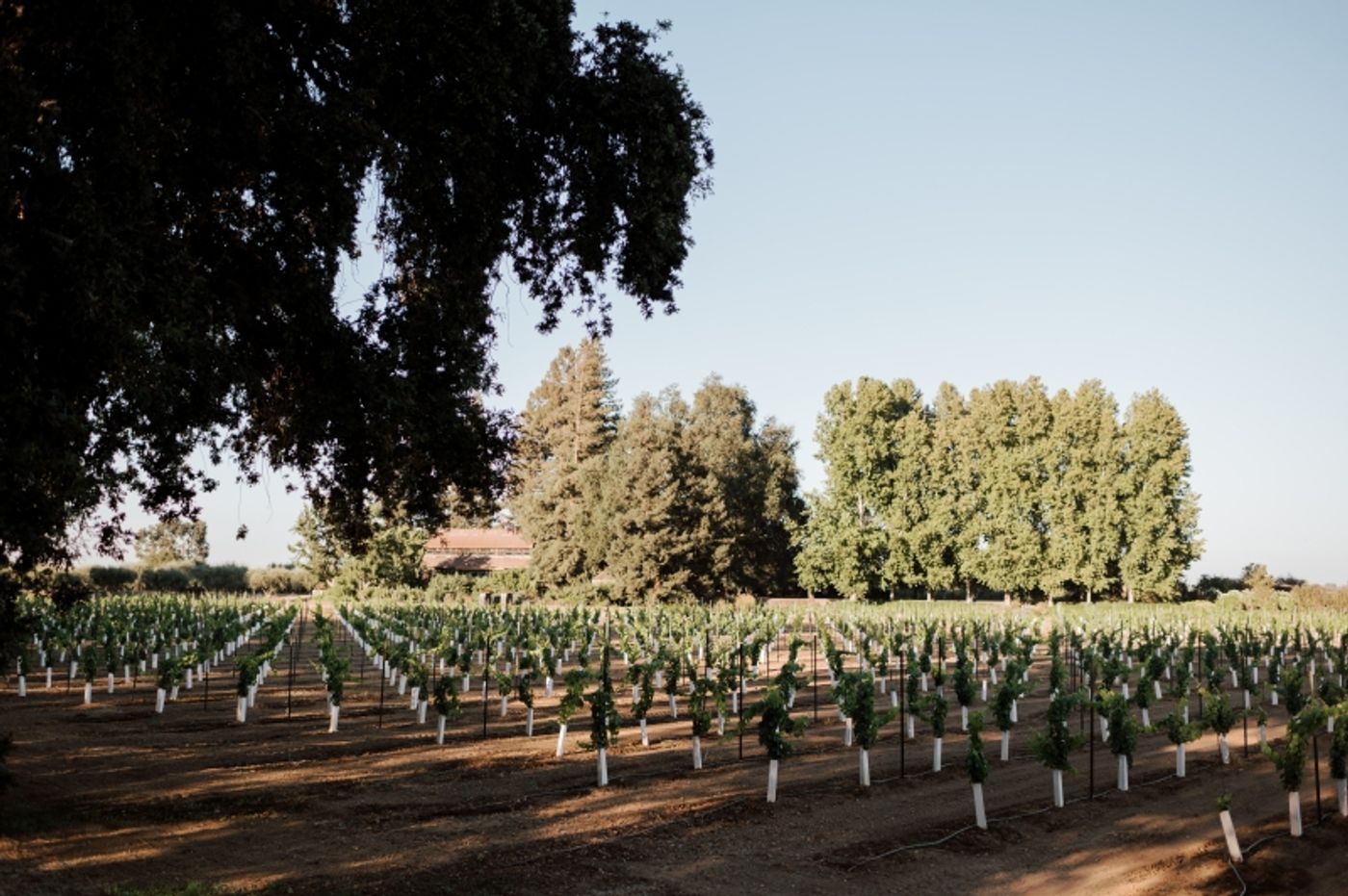 CHILLABLE REDS - Two Outstanding Wines to Savor for Summer Sips CHILLABLE REDS - Two Outstanding Wines to Savor for Summer Sips Image