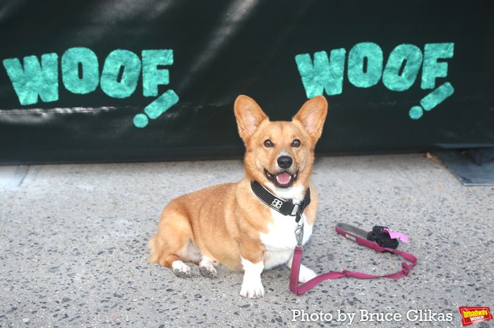 Photos: Hannah Gadsby's WOOF! Opens Off-Broadway — photo 32 of 33