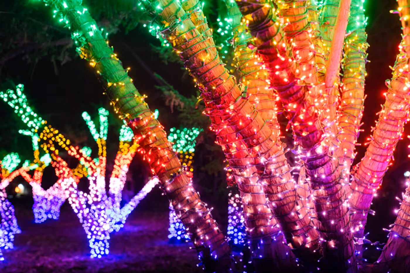 Photos: Brooklyn Botanic Garden's LIGHTSCAPE Photos: Brooklyn Botanic Garden's LIGHTSCAPE Image