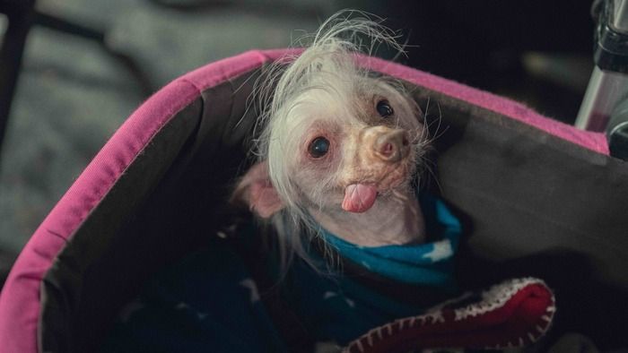 Photos: Take a First-Look at Lena Dunham's TOO MUCH with Meg Stalter, Will Sharpe, & More Photos: Take a First-Look at Lena Dunham's TOO MUCH with Meg Stalter, Will Sharpe, & More Image