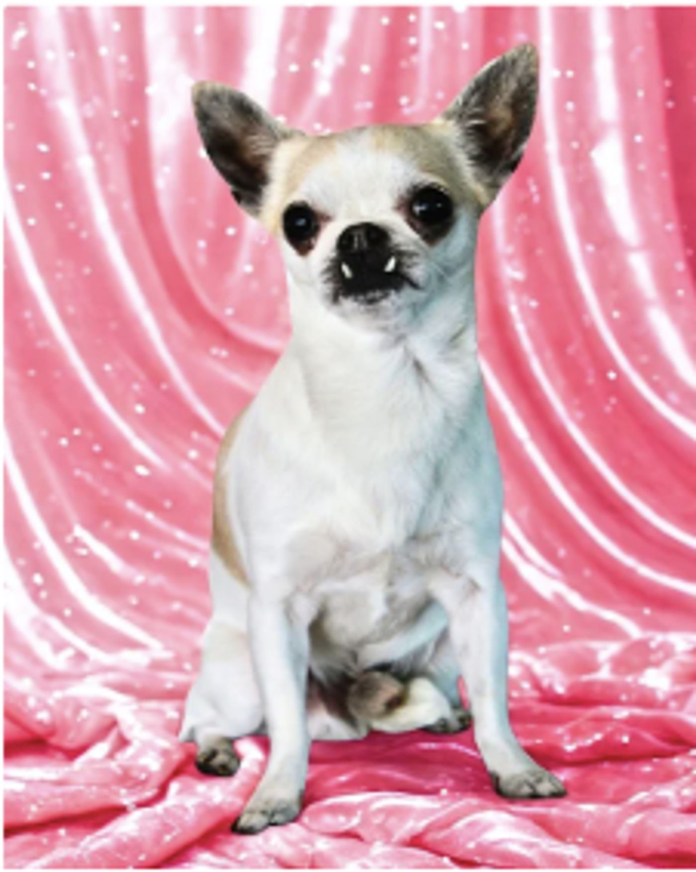 Previews: LEGALLY BLONDE The Musical JR. at The Mahaffey Theater  Image