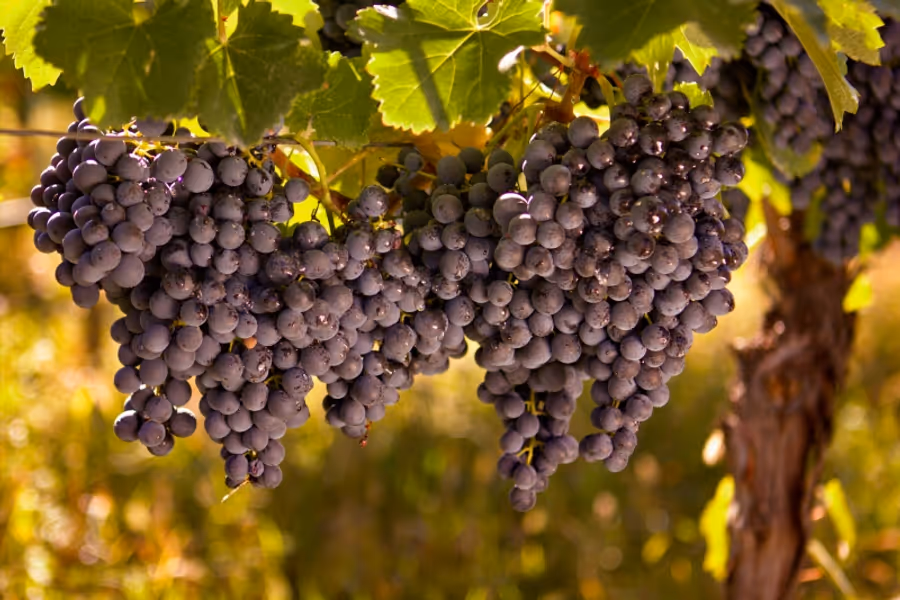 The Country of Georgia-It's Presence in NYC for Wine and Food Image