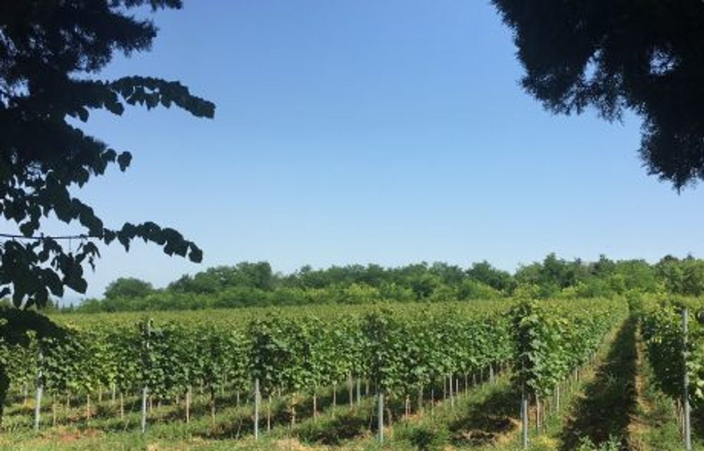 Interview: Winemaker Lado Uzunashvili of GEORGIAN SUN Wines  Image