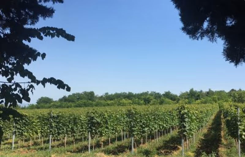 Interview: Winemaker Lado Uzunashvili of GEORGIAN SUN Wines Image