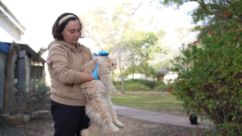 The Guardian Angel of the Cats Who Lost Everything on October 7  Image