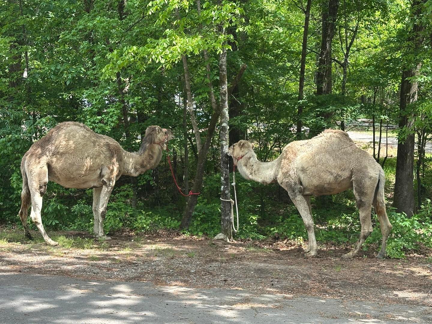 Feature: LANTERNS 2026 at Wildwood Park For The Arts in Little Rock  Image