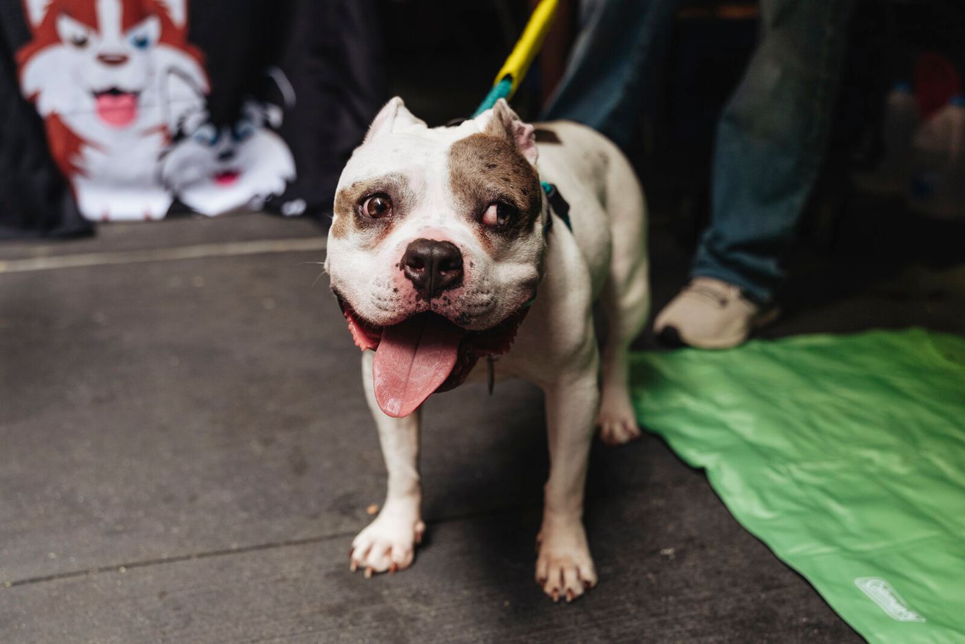 Photos: Go Inside Broadway Barks 2026 Image