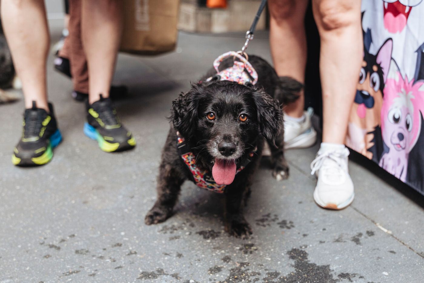 Photos: Go Inside Broadway Barks 2026 Image