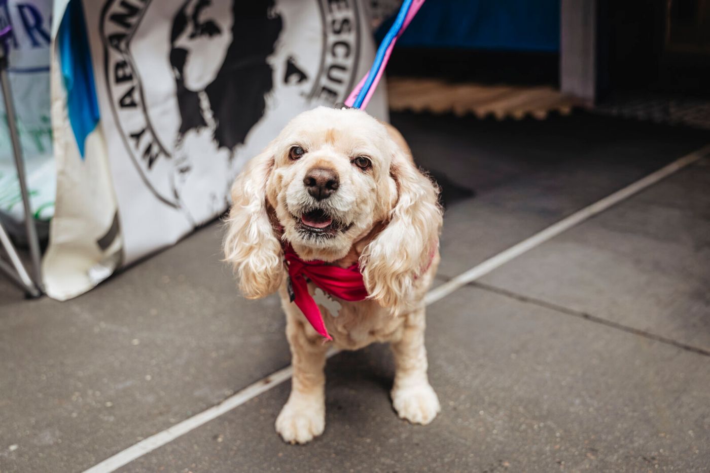Photos: Go Inside Broadway Barks 2026 Image