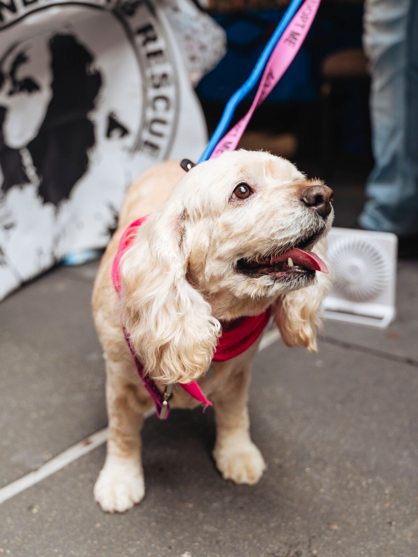 Photos: Go Inside Broadway Barks 2026 Image