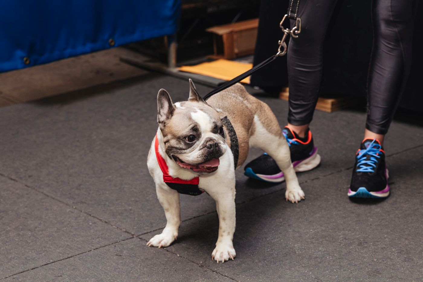 Photos: Go Inside Broadway Barks 2026 Image