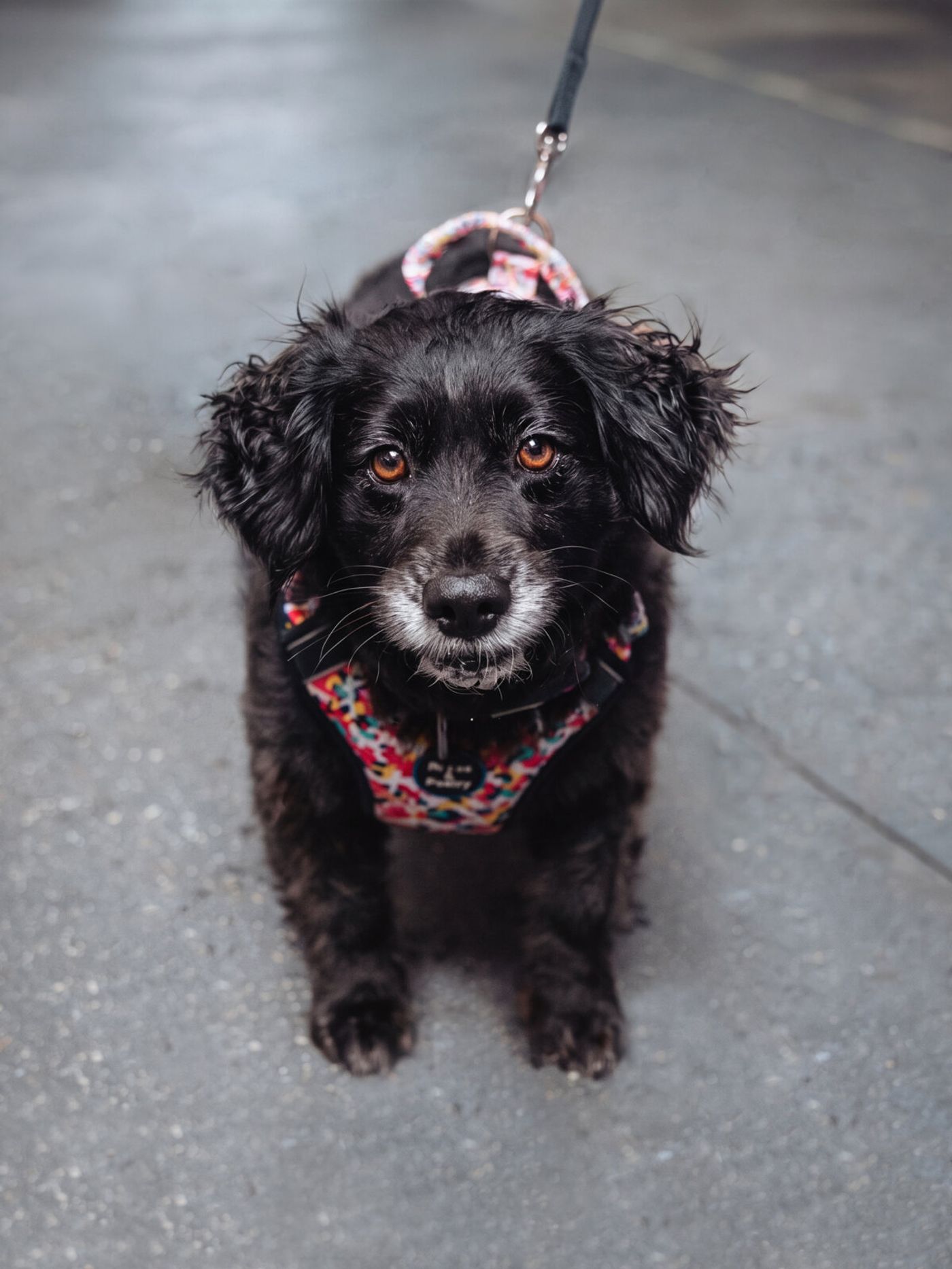 Photos: Go Inside Broadway Barks 2026 Image