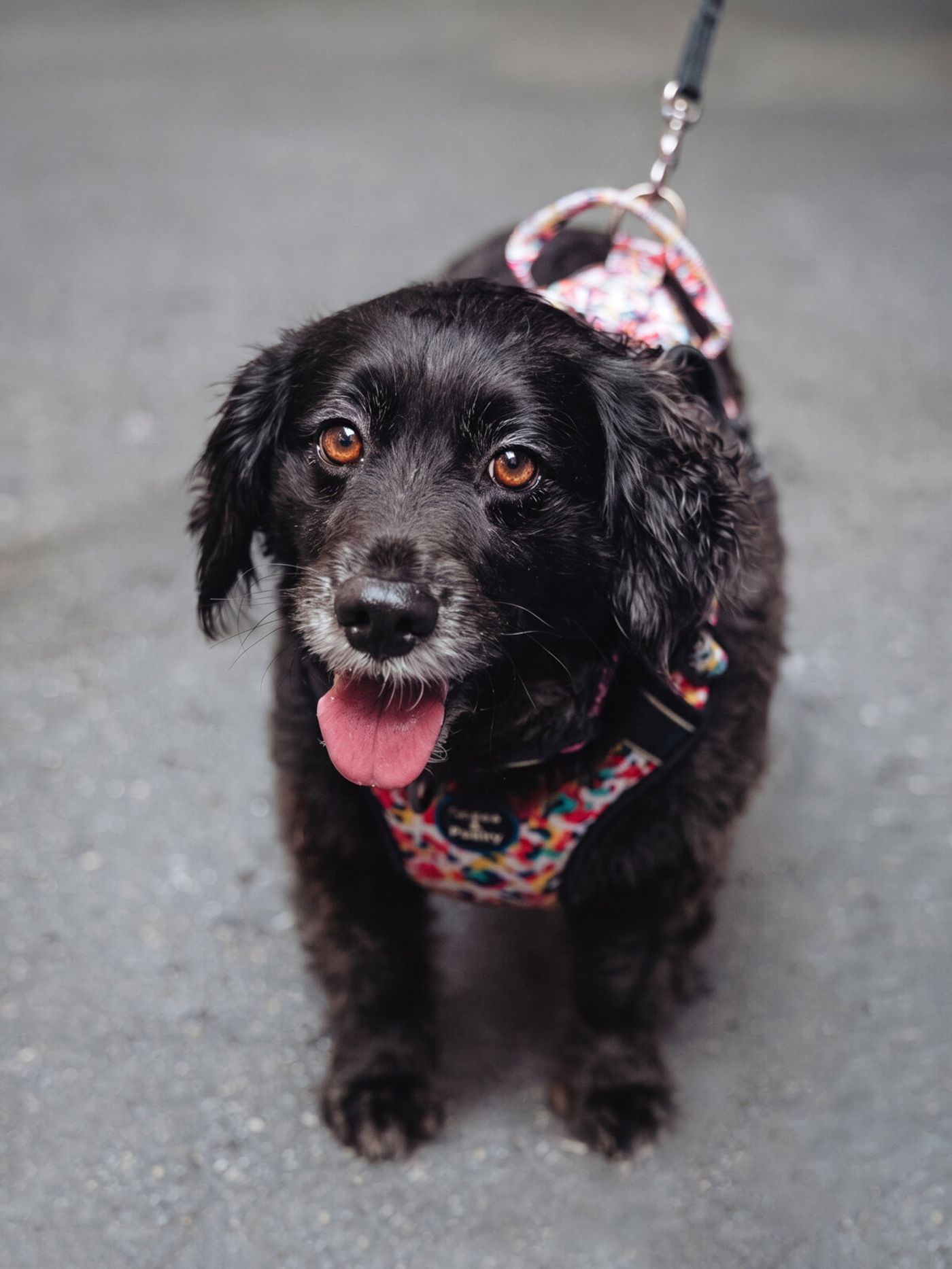 Photos: Go Inside Broadway Barks 2026 Image