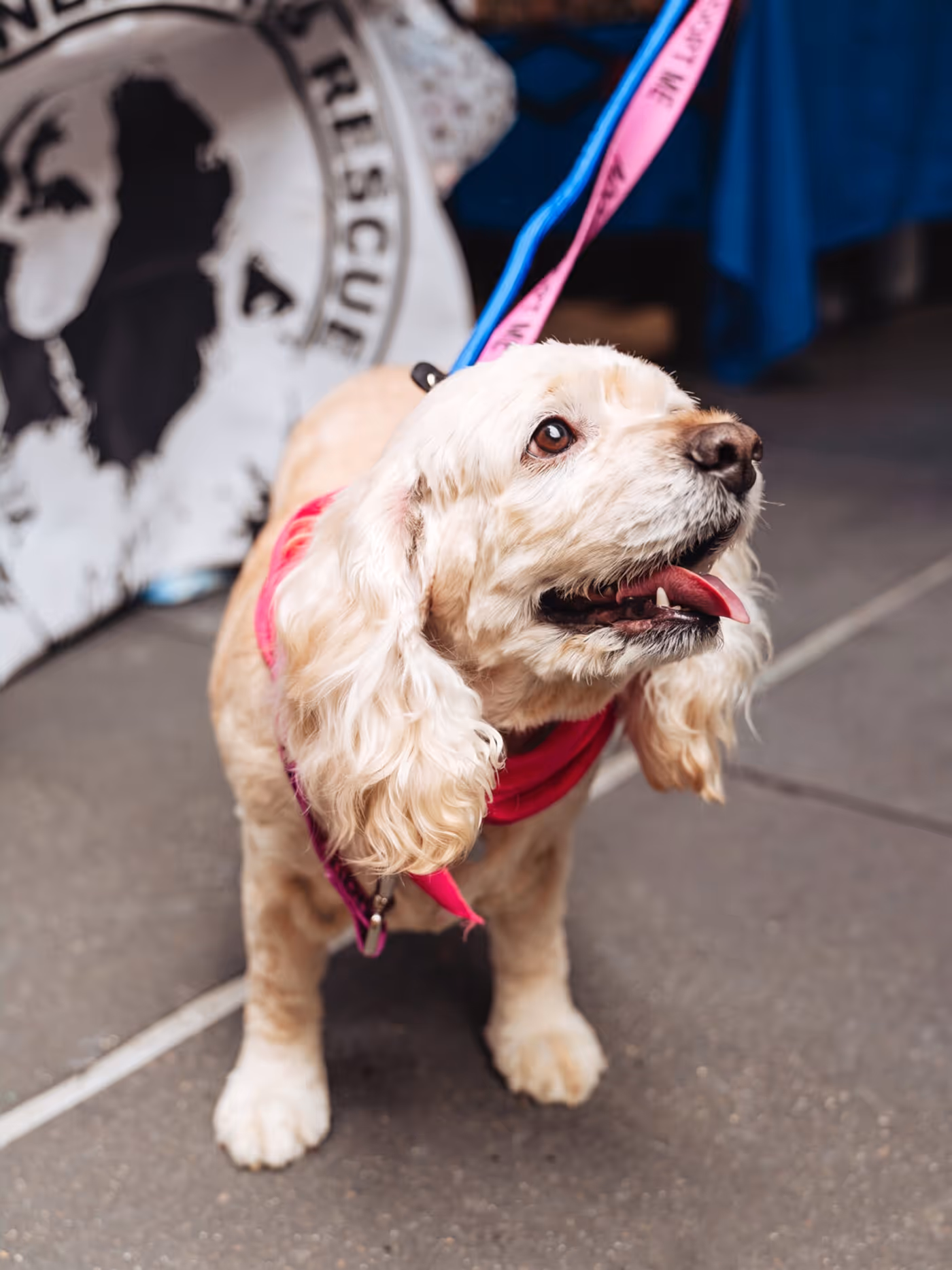 Photos: Go Inside Broadway Barks 2026 Image