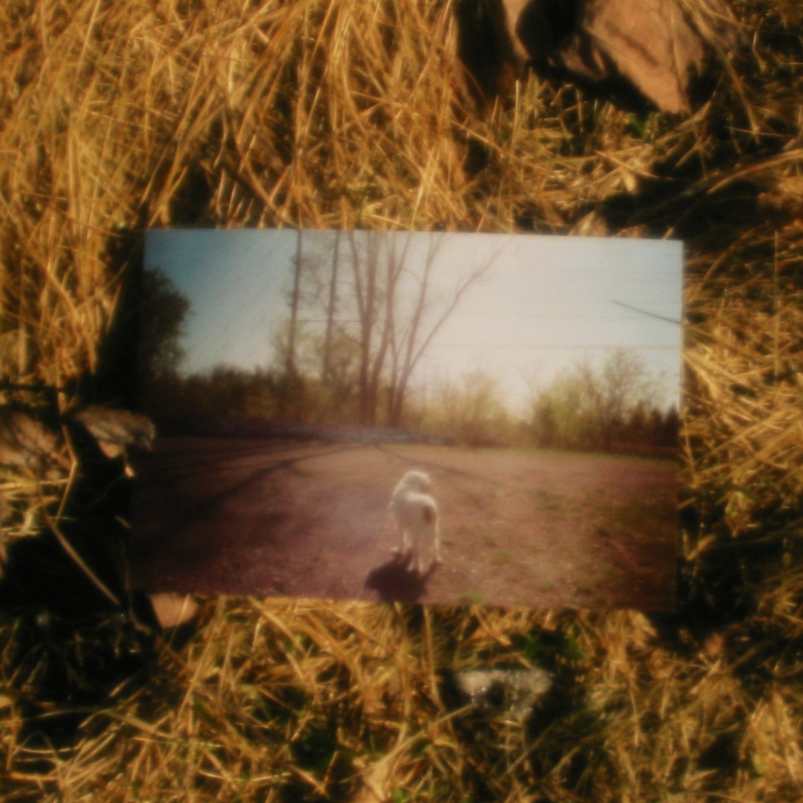 Photos: WILLOW, Preloved's Debut Album, Out Now via Lauren Records — photo 4 of 4