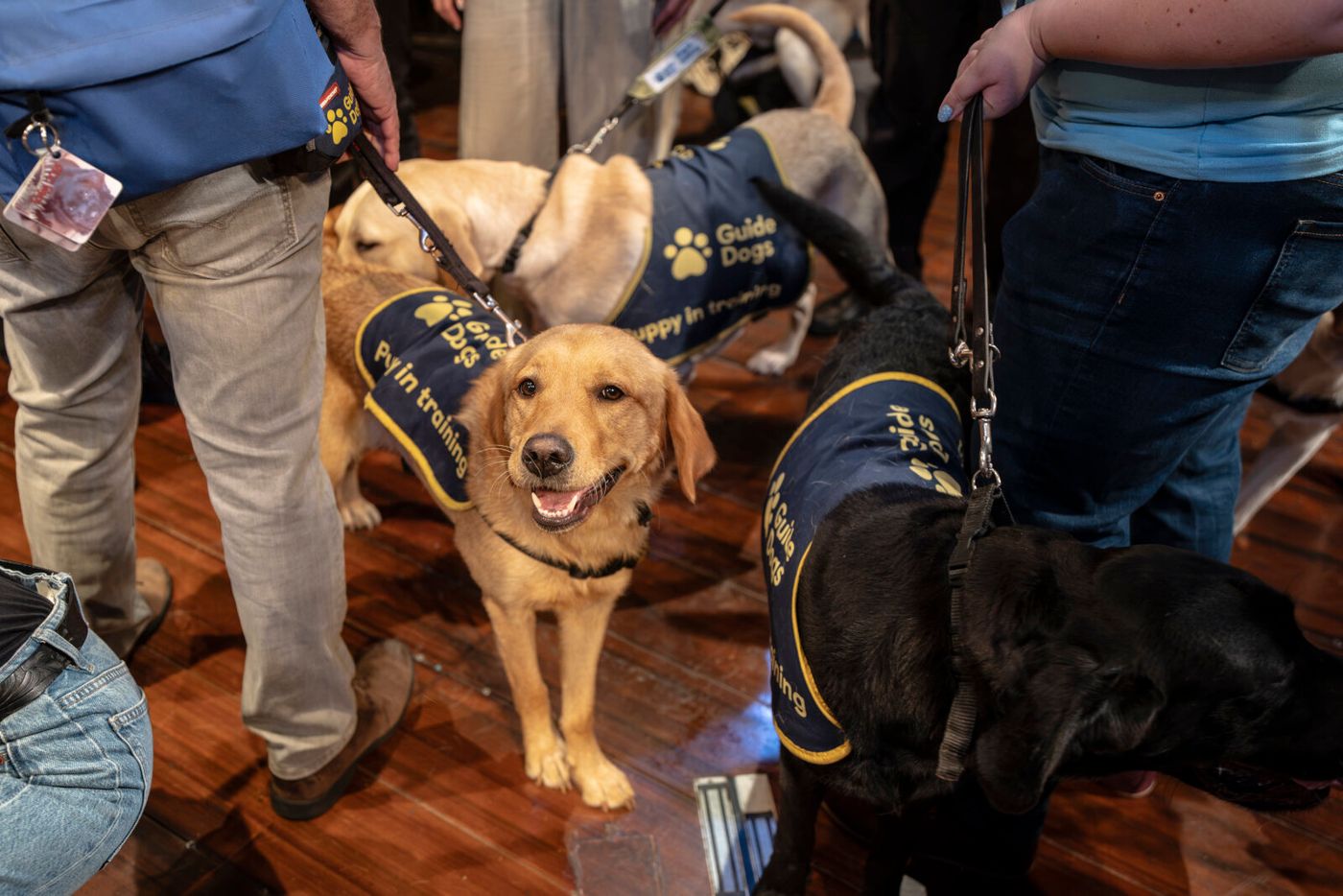 Photos: THE PLAY THAT GOES WRONG Cast Hosts Guide Dogs UK Puppies at Duchess Theatre Image