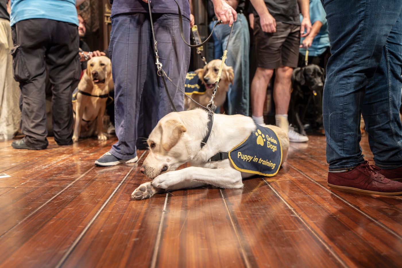 Photos: THE PLAY THAT GOES WRONG Cast Hosts Guide Dogs UK Puppies at Duchess Theatre Image