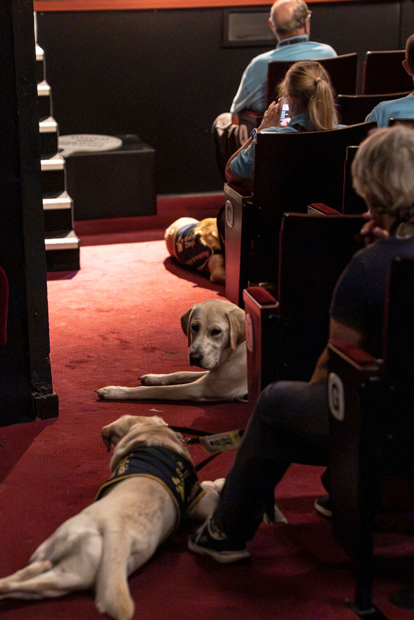 Photos: THE PLAY THAT GOES WRONG Cast Hosts Guide Dogs UK Puppies at Duchess Theatre Image
