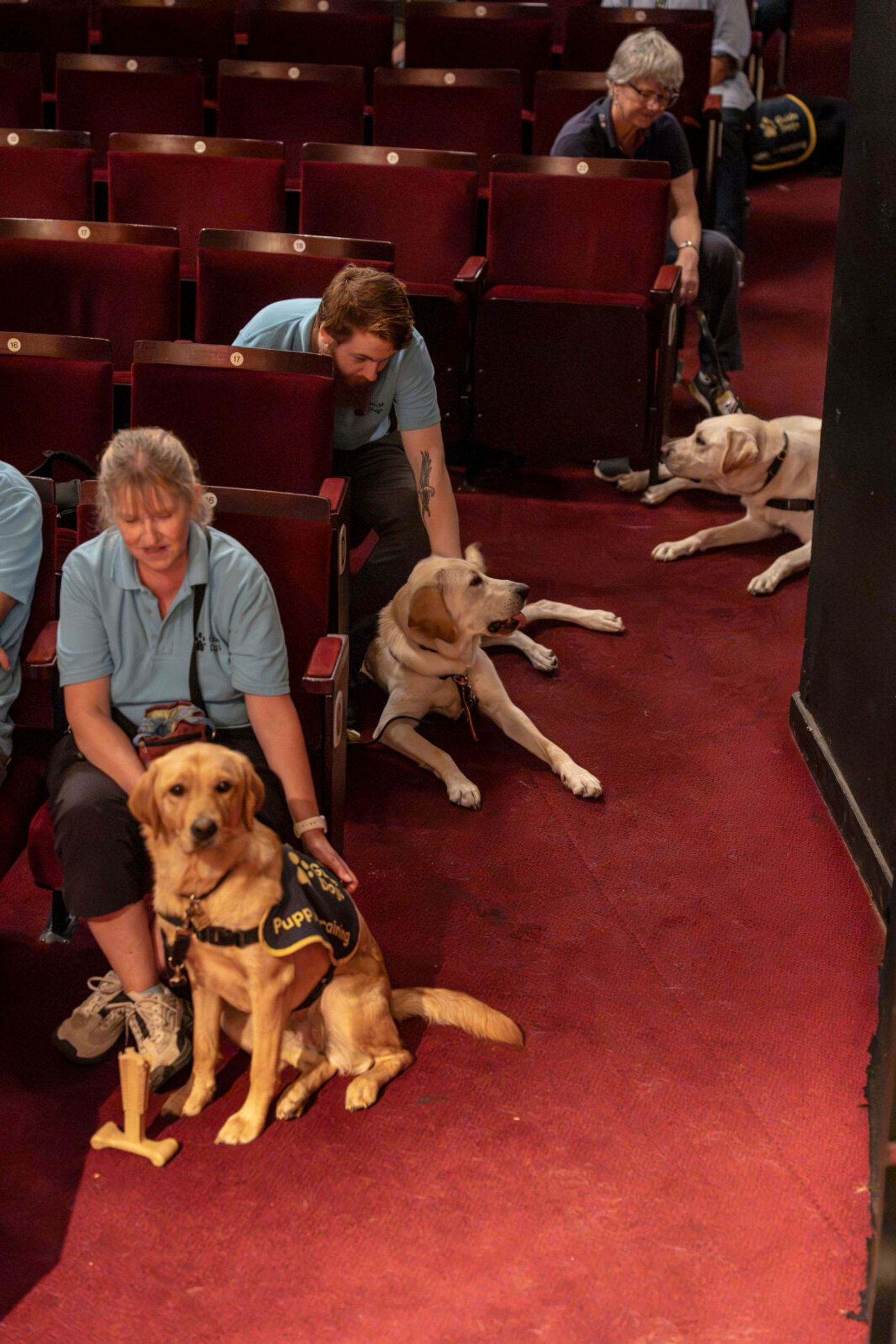 Photos: THE PLAY THAT GOES WRONG Cast Hosts Guide Dogs UK Puppies at Duchess Theatre Image