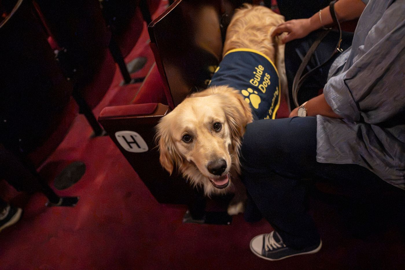 Photos: THE PLAY THAT GOES WRONG Cast Hosts Guide Dogs UK Puppies at Duchess Theatre Image