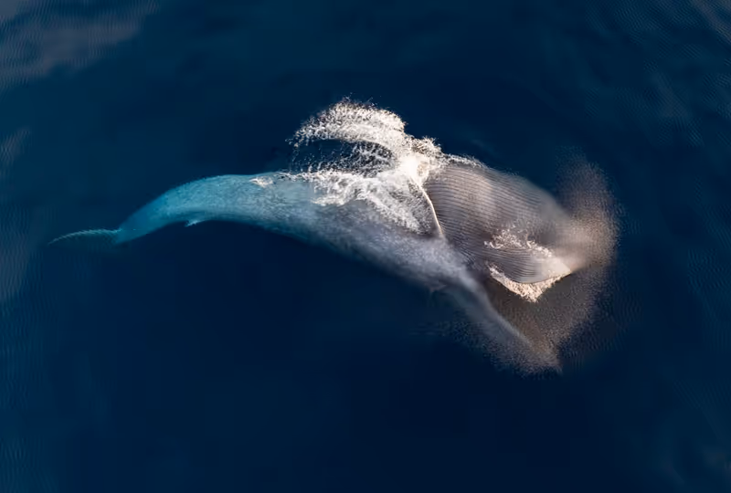 Photos: EXPEDITION: SAVING OUR SEAS to Premiere on National Geographic — photo 10 of 31