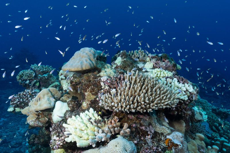 Photos: EXPEDITION: SAVING OUR SEAS to Premiere on National Geographic — photo 30 of 31