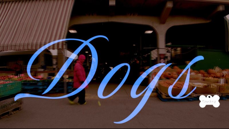 Photos: LAND OF TALK to Release Double Single 'Dogs b/w Cats' and Album LASTS — photo 3 of 4