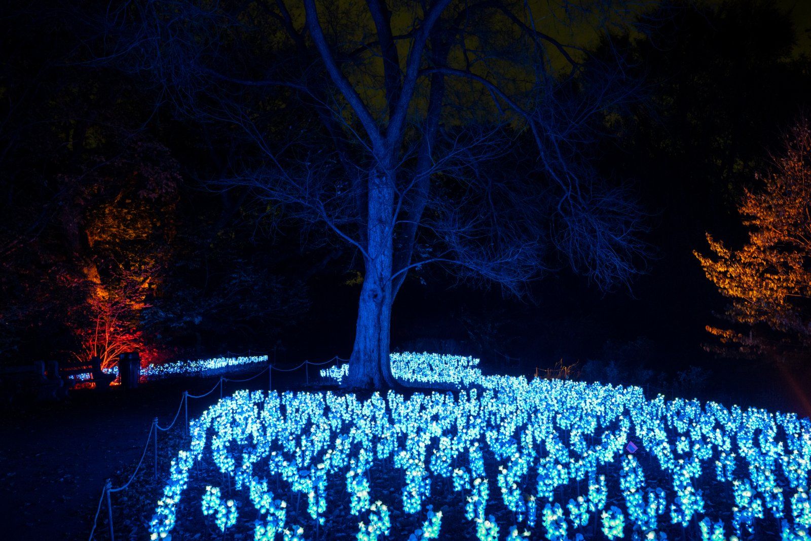 Photos: LIGHTSCAPE to Return to Brooklyn Botanic Garden — photo 4 of 6