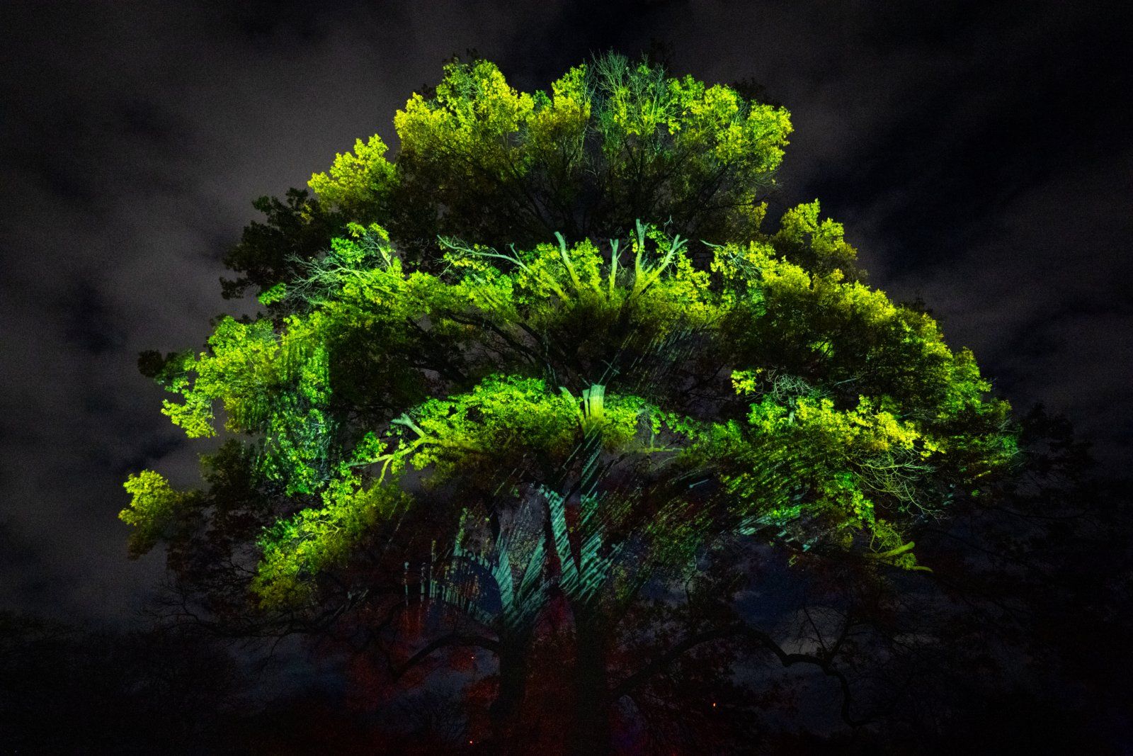 Photos: LIGHTSCAPE to Return to Brooklyn Botanic Garden — photo 5 of 6