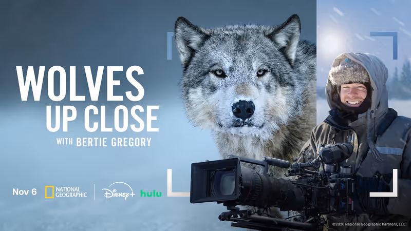 Photos: WOLVES UP CLOSE WITH BERTIE GREGORY to Premiere on National Geographic — photo 1 of 4