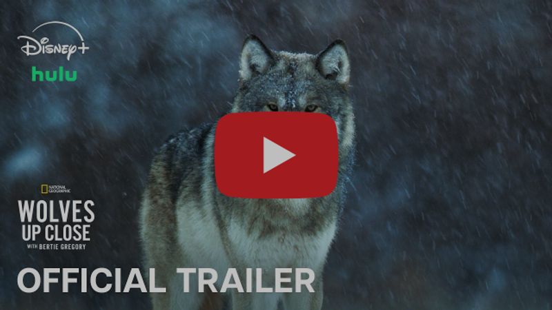 Photos: WOLVES UP CLOSE WITH BERTIE GREGORY to Premiere on National Geographic — photo 2 of 4