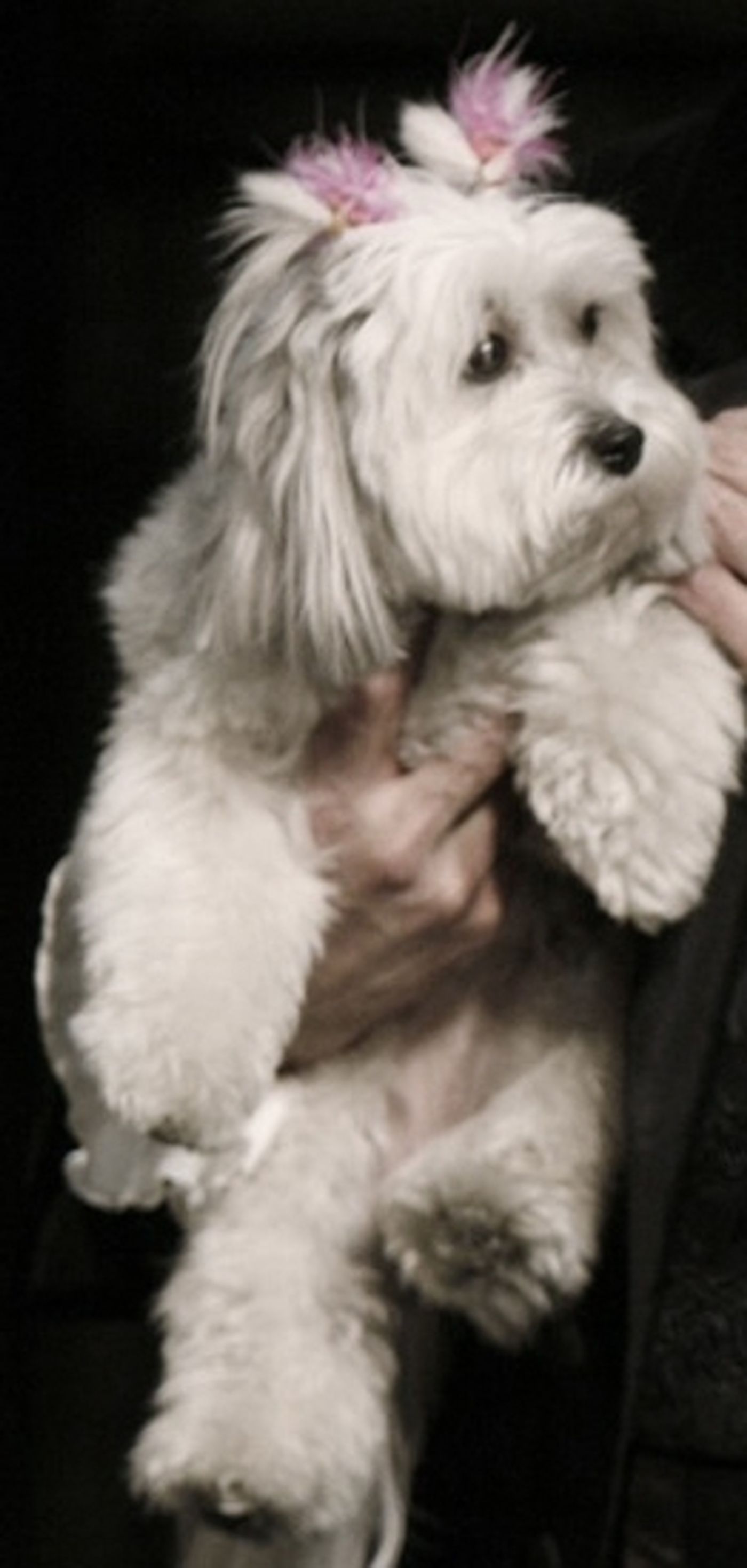 Photo Coverage: '33 VARIATIONS' - Closing Night Curtain Call on Broadway  Image