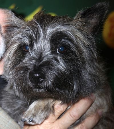  Nigel Photo