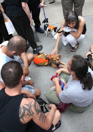 A real BROADWAY BARKS baby Photo