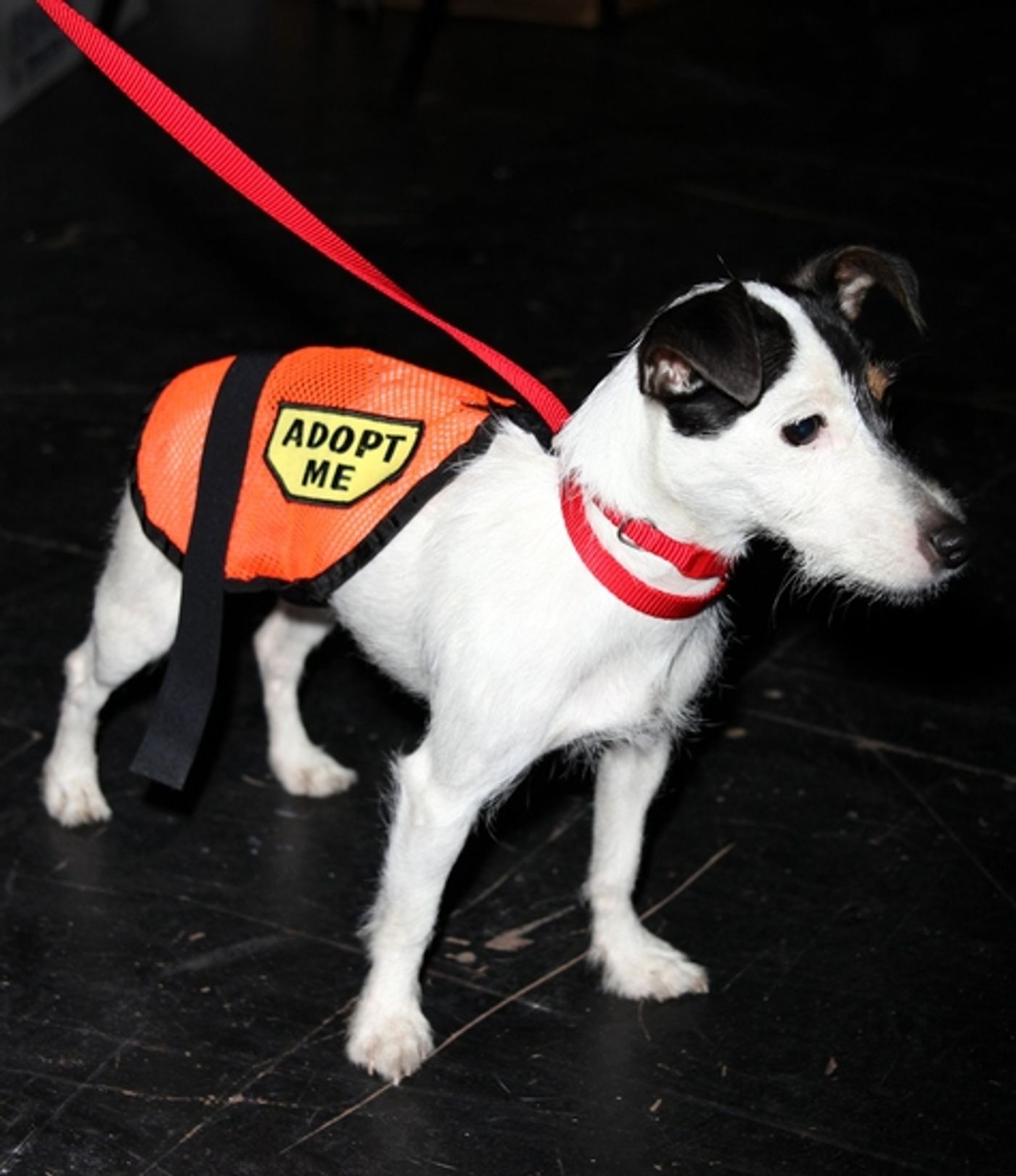 Photo Coverage: BROADWAY BARKS 11 - Backstage Part One Photo Coverage: BROADWAY BARKS 11 - Backstage Part One Image