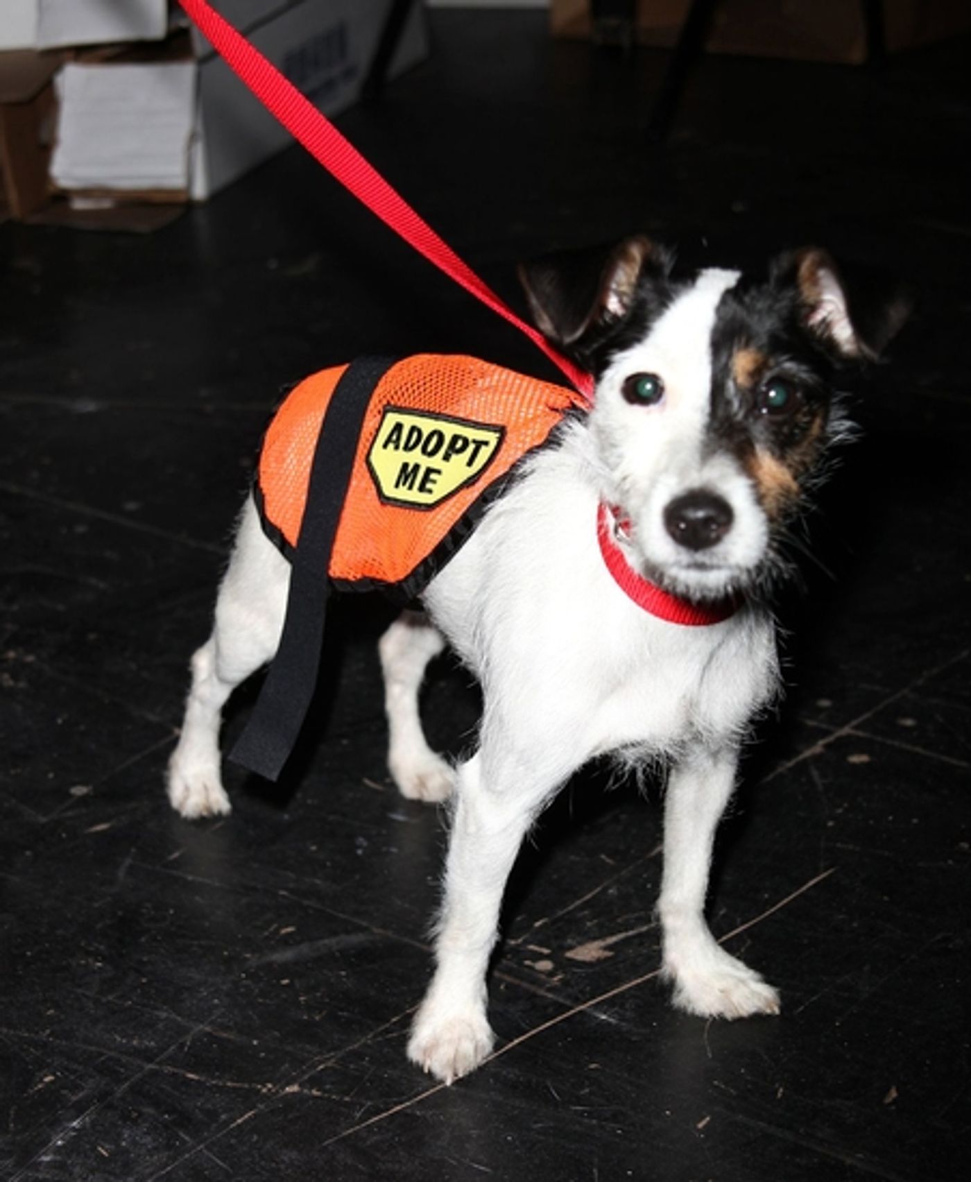 Photo Coverage: BROADWAY BARKS 11 - Backstage Part One Photo Coverage: BROADWAY BARKS 11 - Backstage Part One Image