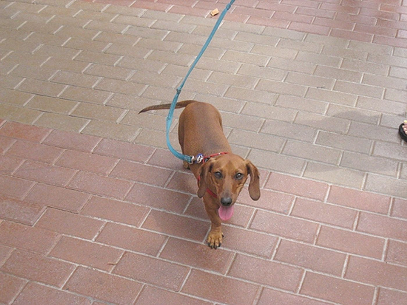 Photo Coverage: Legally Blonde The Musical Day in the O.C. Photo Coverage: Legally Blonde The Musical Day in the O.C. Image