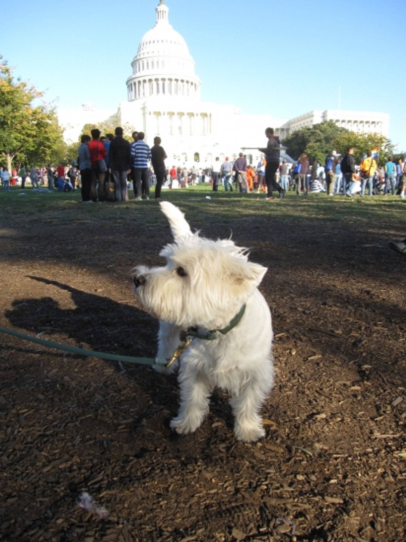 Photo Flash: HAIR at the National Equality March in Washington, D.C. Photo Flash: HAIR at the National Equality March in Washington, D.C. Image